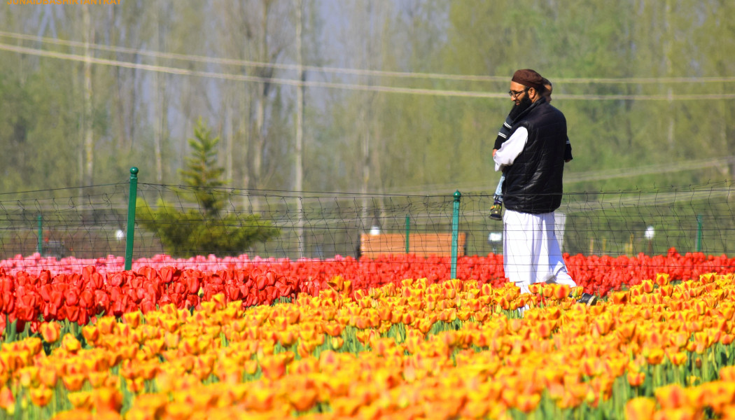 Εκτόξευση του τουρισμού στο Κασμίρ! Πόλος έλξης ο κήπος με τις τουλίπες