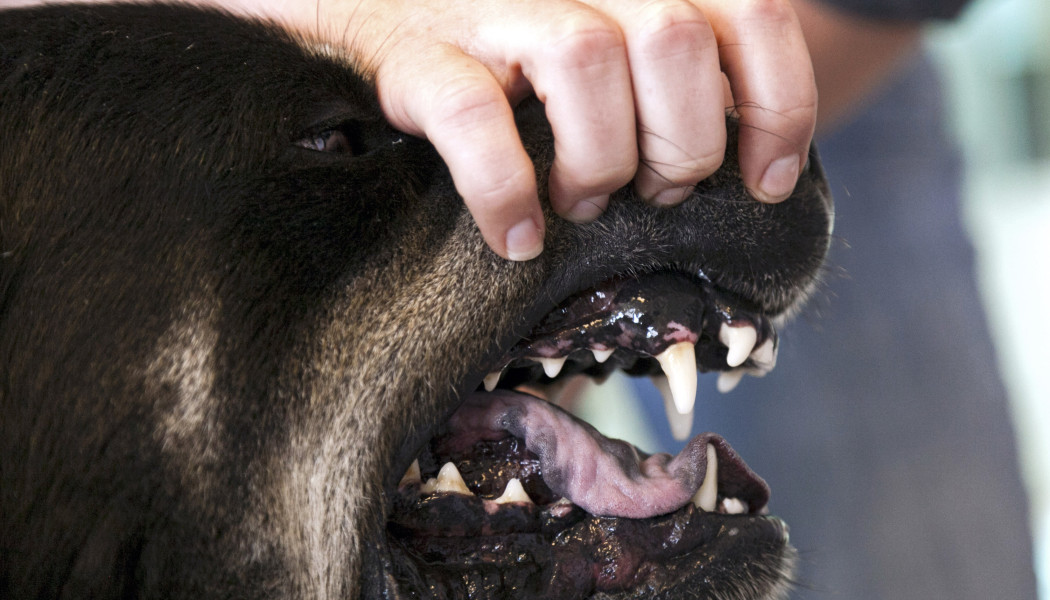 Aθλητής έδωσε στο σκύλο του φάρμακo και βρέθηκε θετικός σε έλεγχο ντόπινγκ - Το ζώο πέθανε