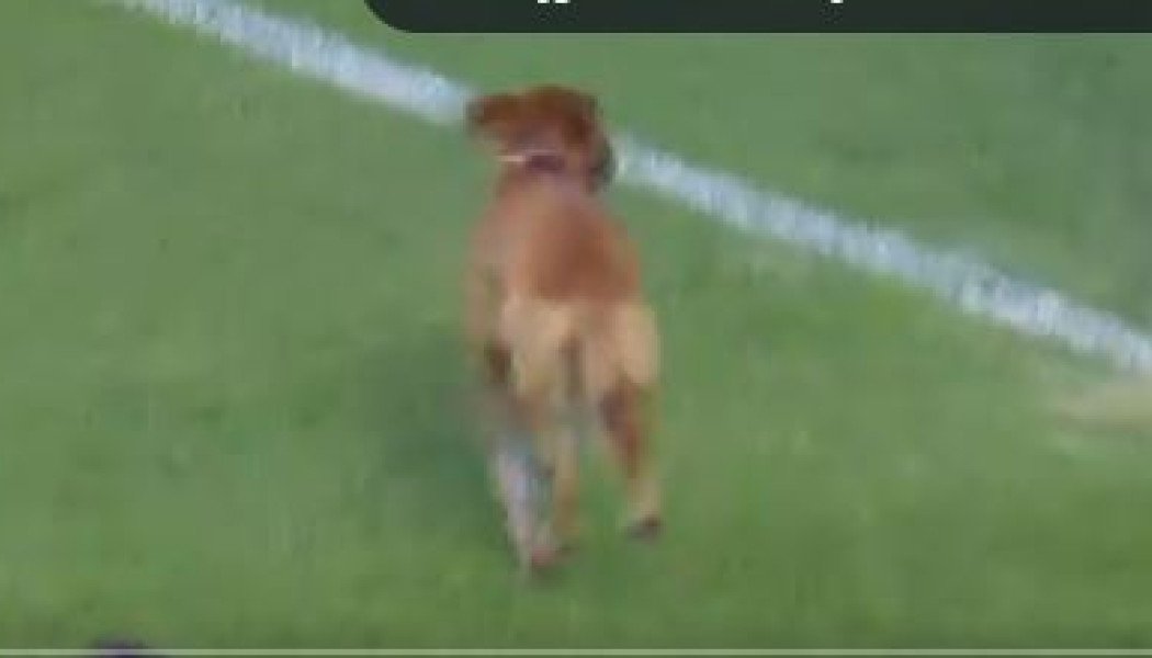 Ένας σκύλος προκαλεί χαμό κατά τη διάρκεια αγώνα (ΒΙΝΤΕΟ)