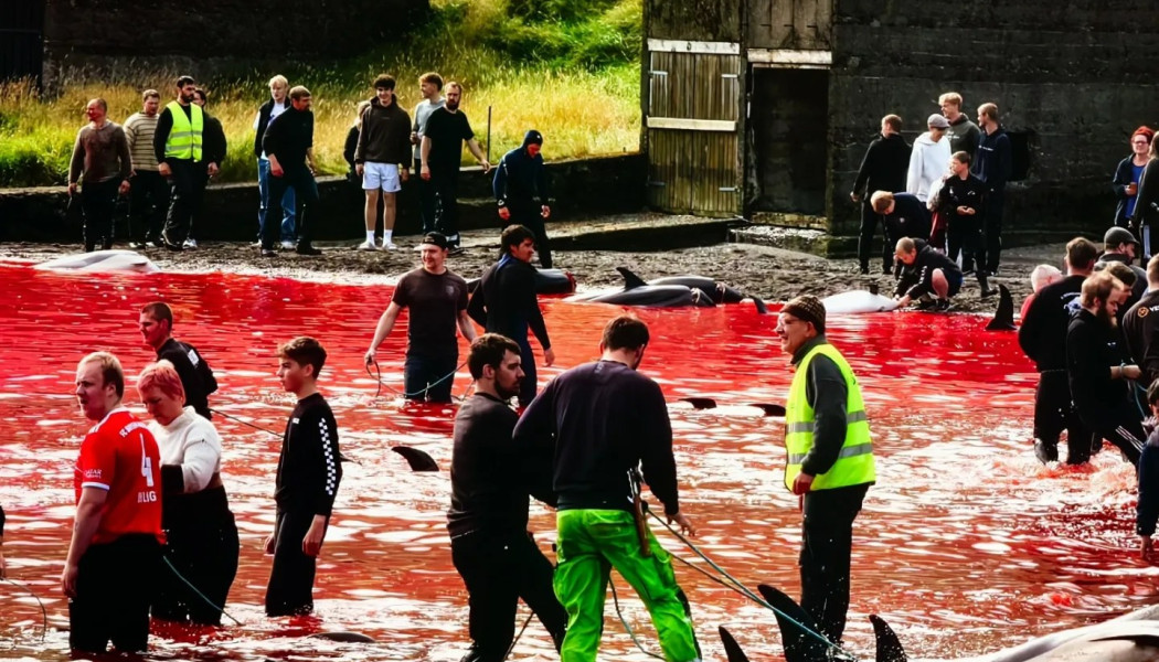 Αίσχος! Βάφτηκε κόκκινη η θάλασσα από τη σφαγή των δελφινιών - Εικόνες ΣΟΚ