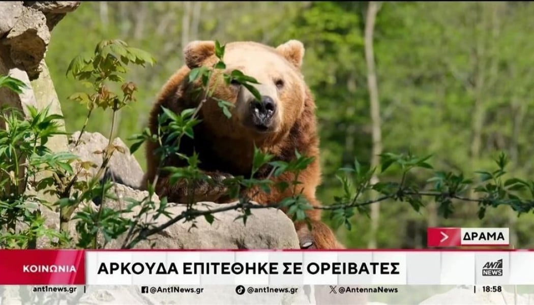 Θλιβερή εξέλιξη στη Δράμα: Νεκρός ο πεζοπόρος που του επιτέθηκε αρκούδα