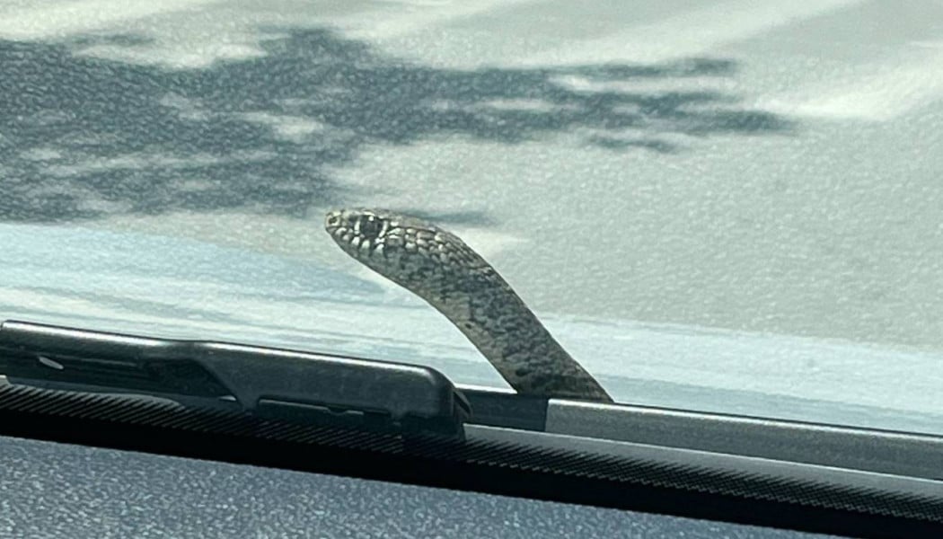 Θρίλερ στον Βόλο: Οδηγούσε και είδε ένα φίδι να βγαίνει από το καπό!
