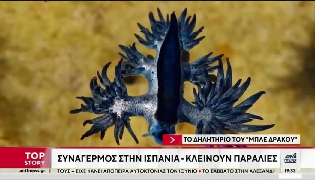 Συναγερμός για την εμφάνιση μπλε δράκων- Πόσο τοξικό είναι το τσίμπημά τους