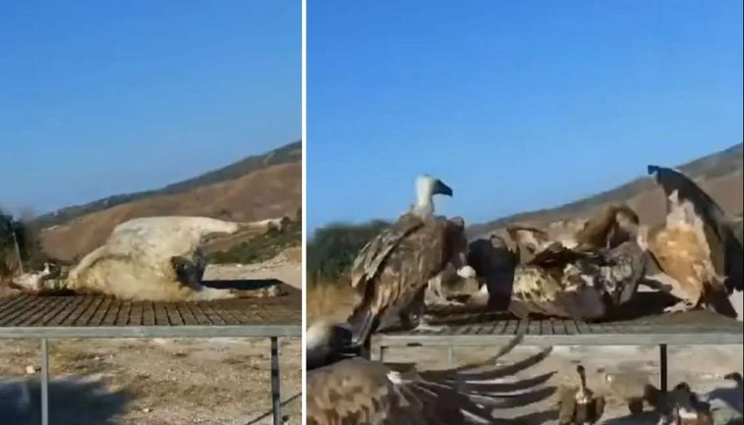 Προσοχή σκληρές εικόνες! Γύπες κατασπαράζουν προβατίνα (BINTEO)