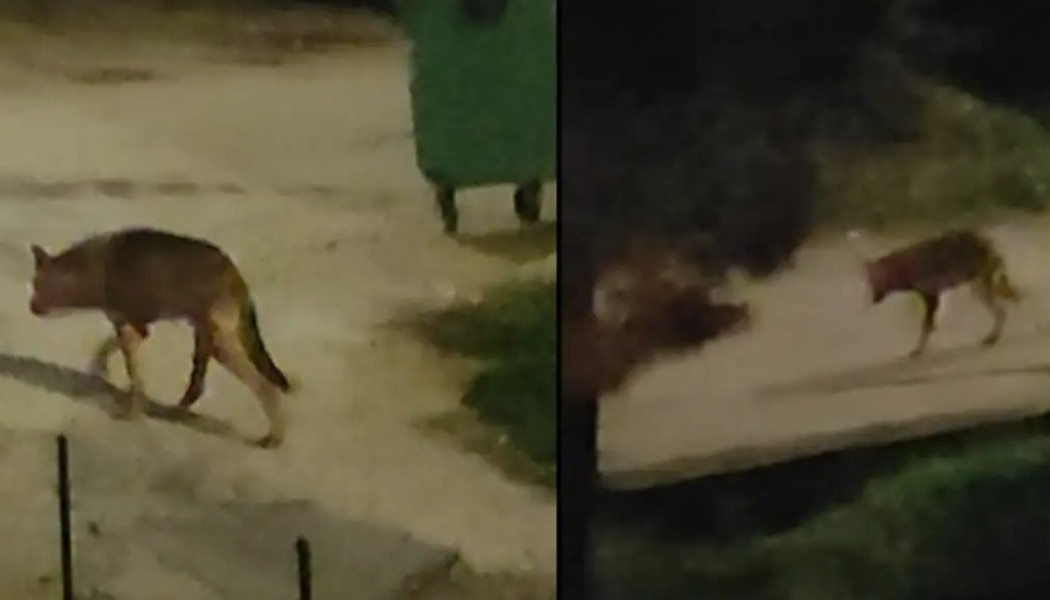 Χαλκιδική ΤΩΡΑ – Μεγάλος αρσενικός λύκος «κόβει» βόλτες ανάμεσα στα σπίτια