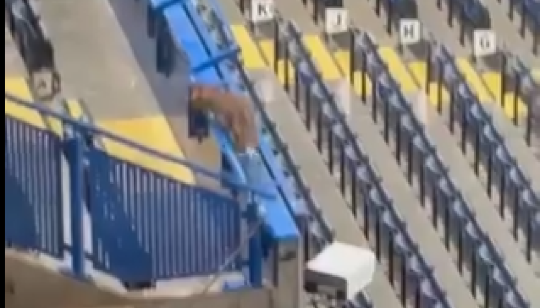 Απίστευτο! Αλεπού εμφανίστηκε στις κερκίδες αγώνα του Champions League (Vd)