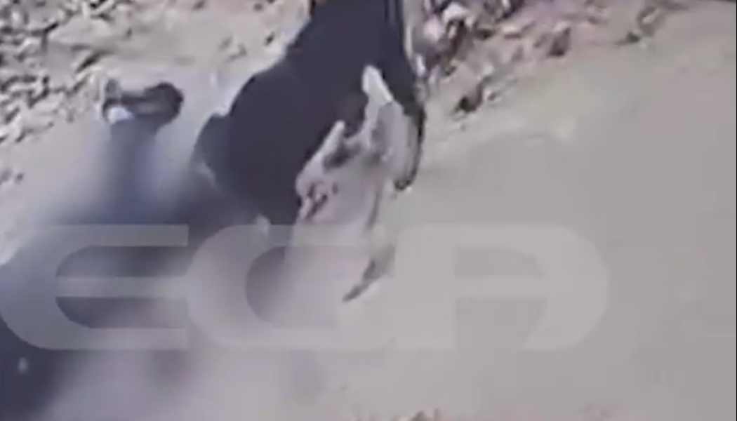 Σοκαριστικό βίντεο από επίθεση ροτβάιλερ στον ιδιοκτήτη - Σκληρές εικόνες!