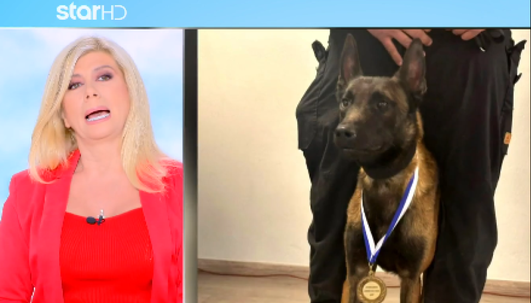 Θλίψη: Έριξαν φόλα στον Echo, τον διάσημο σκύλο έρευνας και διάσωσης