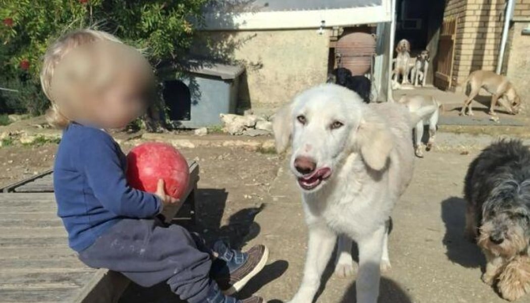 Ζάκυνθος: Αυτός είναι ο 2χρονος Λίο που τον κατασπάραξε το πίτμπουλ