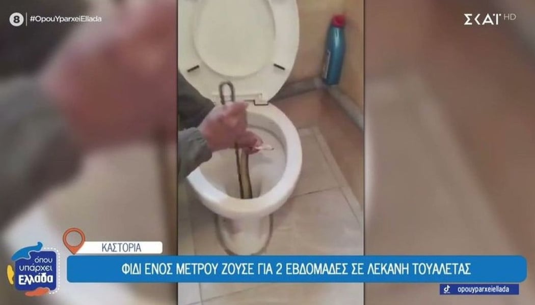 Καστοριά: Φίδι ζούσε μέσα σε λεκάνη για δύο εβδομάδες 