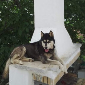 Όλιβερ