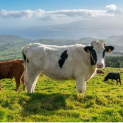 Παγκόσμιος Οργανισμός Υγείας