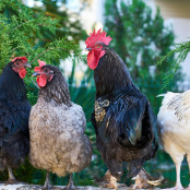 Μάρεκ Χάμσικ