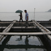 Ιχθυοκαλλιέργειες