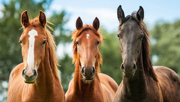 Αλήθεια, γιατί τα ονομάζουμε "άλογα" και όχι, ας πούμε… "γαϊδούρια";