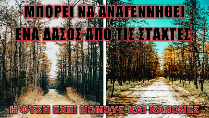 Μπορεί να αναγεννηθεί ένας δάσος απ'τις στάχτες;