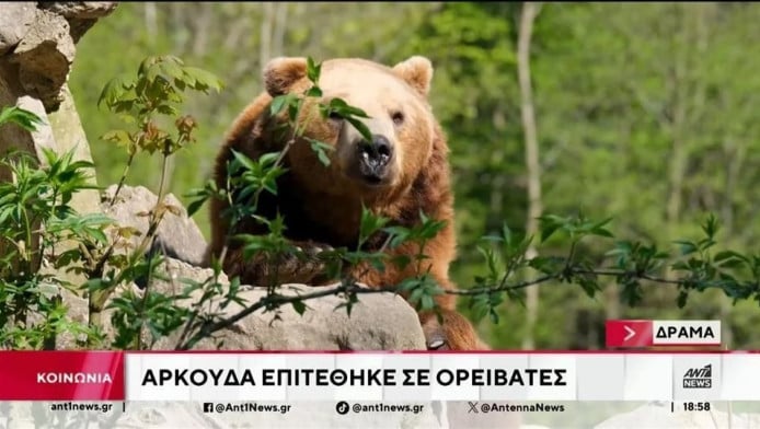 Θλιβερή εξέλιξη στη Δράμα: Νεκρός ο πεζοπόρος που του επιτέθηκε αρκούδα