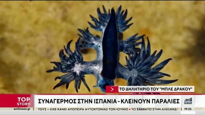 Συναγερμός για την εμφάνιση μπλε δράκων- Πόσο τοξικό είναι το τσίμπημά τους