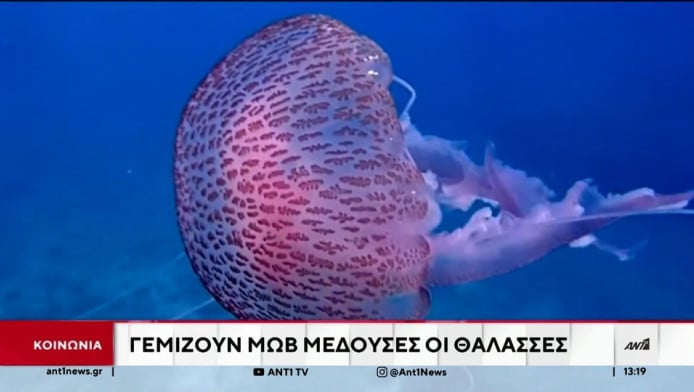 Μωβ Μέδουσες: Συναγερμός για την μετακίνηση - Σε ποιες περιοχές της Ελλάδας