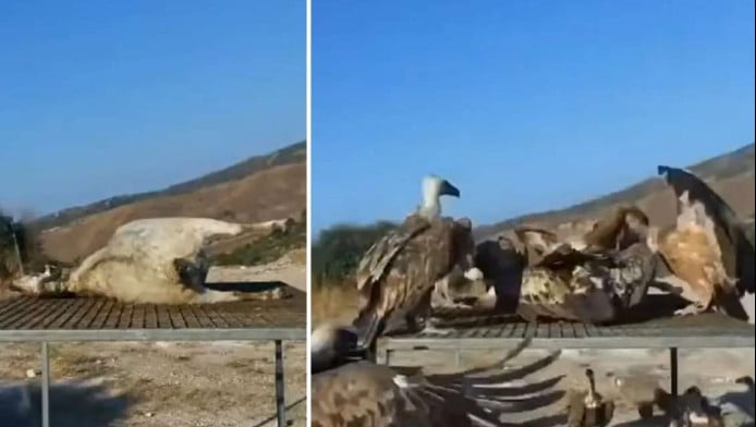 Προσοχή σκληρές εικόνες! Γύπες κατασπαράζουν προβατίνα (BINTEO)