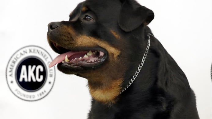 Ροτβάιλερ επιτέθηκε και κατασπάραξε 76χρονο – Τον έσωσαν αστυνομικοί