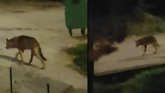 Χαλκιδική ΤΩΡΑ – Μεγάλος αρσενικός λύκος «κόβει» βόλτες ανάμεσα στα σπίτια