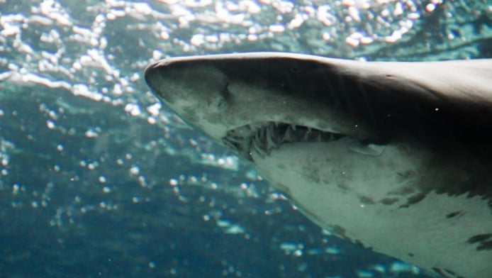 Νέα εμφάνιση καρχαρία στην Αργολίδα - Έχει γεμίσει το Αιγαίο (ΒΙΝΤΕΟ)