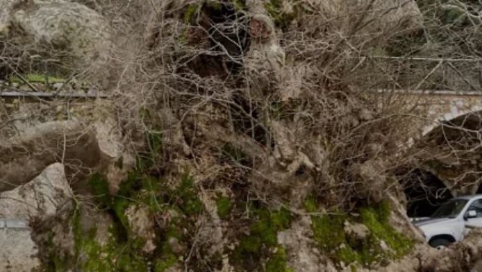 Το γηραιότερο δέντρο της Ευρώπης βρίσκεται στην Ελλάδα - Σε ποιο χωριό;