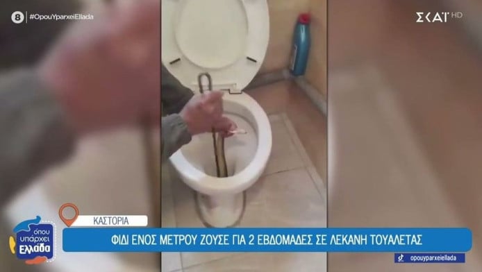 Καστοριά: Φίδι ζούσε μέσα σε λεκάνη για δύο εβδομάδες 