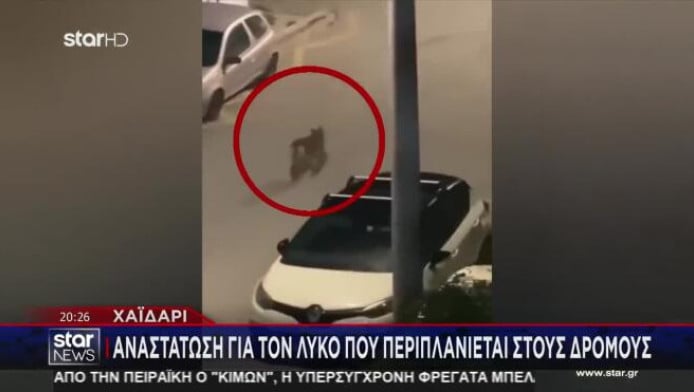 Χαϊδάρι: Λύκος περιπλανιέται στους δρόμους - Δείτε το βίντεο!