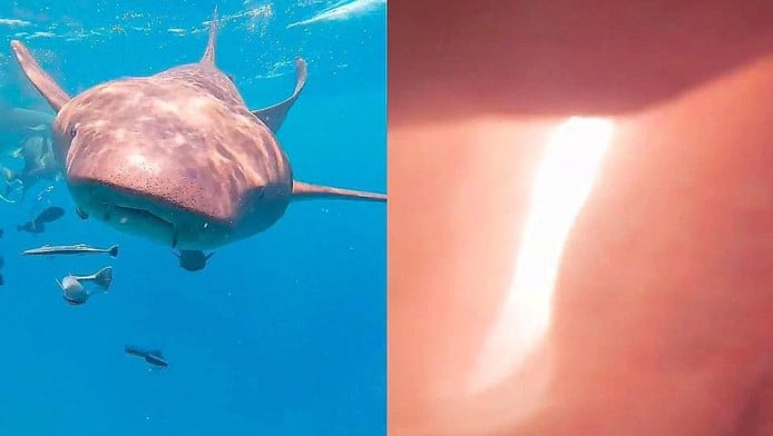 Λουτράκι: Kαρχαρίας κολυμπάει σε ρηχά νερά δίπλα στην παραλία!