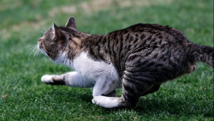 Όταν οι «γάτες» μας κάνουν πλάκα κάτω από τα δοκάρια