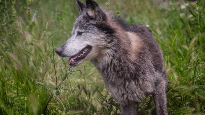 Συναγερμός στην Πάρνηθα: Αναφορά για επίθεση λύκου στο Τατόι