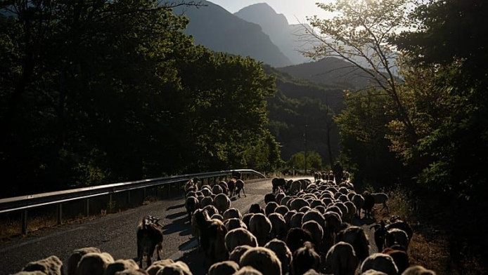 Αφθώδης Πυρετός: Εφιάλτης στη Λέσβος, αυξάνονται τα κρούσματα