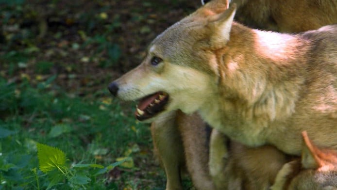 Σκληρές εικόνες! Νέα επίθεση λύκου σε πρόβατα στην Αιτωλοακαρνανία