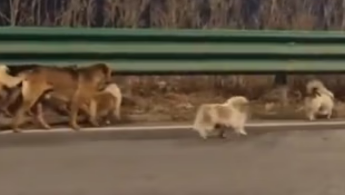 Η ηρωική πορεία 7 σκύλων: Ξεφεύγουν από σφαγείο και επιστρέφουν σπίτι (Vid)