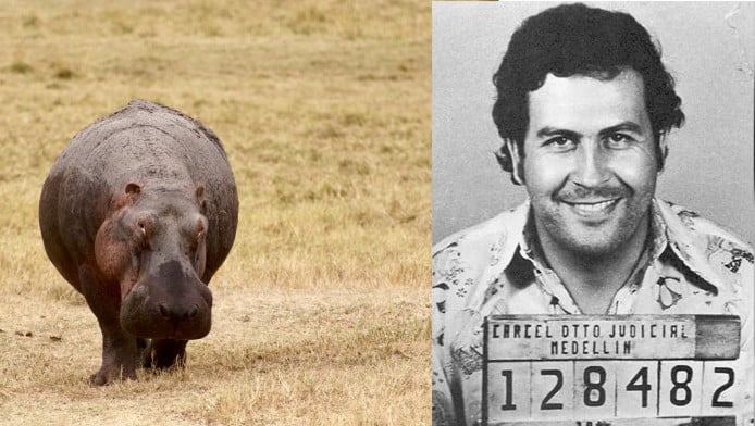 Μεγάλη κίνηση για τη διάσωση των ιπποπόταμων του Εσκομπάρ!