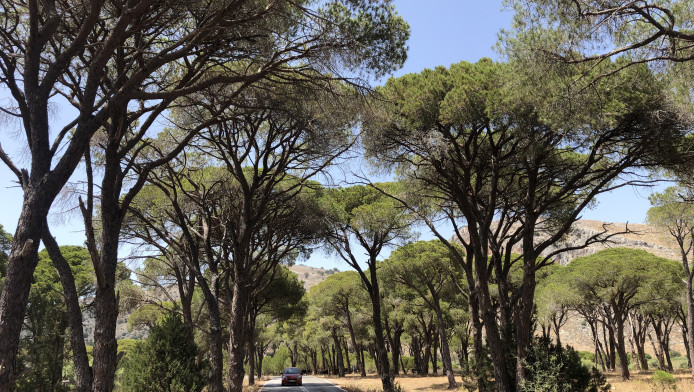 Υπάρχει ένα δάσος στην Ελλάδα που θυμίζει... Κένυα!