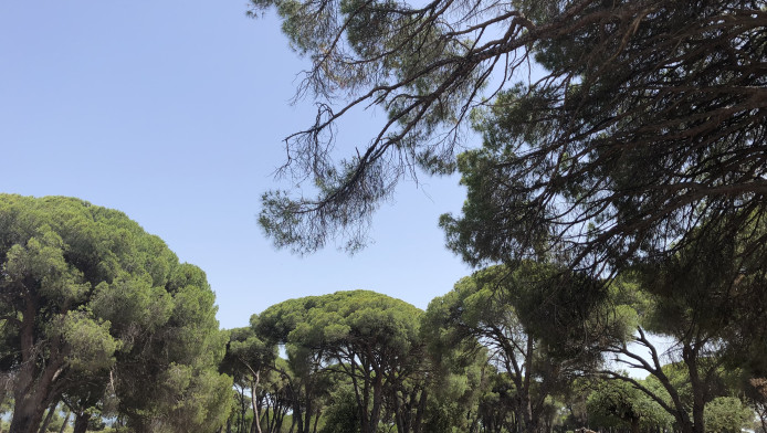 Τα 5 δάση που δεν θυμίζουν με τίποτα Ελλάδα (ΦΩΤΟ)