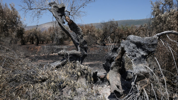 Η έκθεση αυτοψίας για τη φωτιά σε Βοιωτία και Αττική - Φωτό ντοκουμέντα