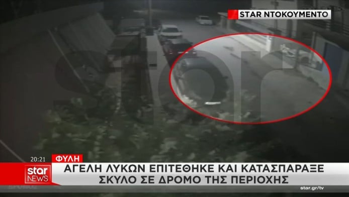 Συναγερμός στη Χασιά! Λύκοι στις γειτονιές - Κίνδυνος για ζώα-ανθρώπους