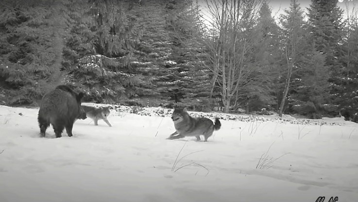 Απίστευτο βίντεο! Μάχη μεταξύ αγριόχοιρων και λύκων - Ποιός κερδίζει;