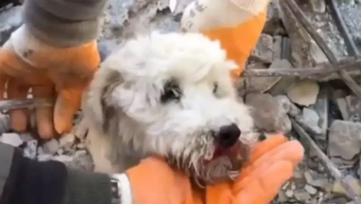 Συγκινητικό βίντεο από την Τουρκία: Βγάζουν ζωντανό σκύλο από τα συντρίμμια