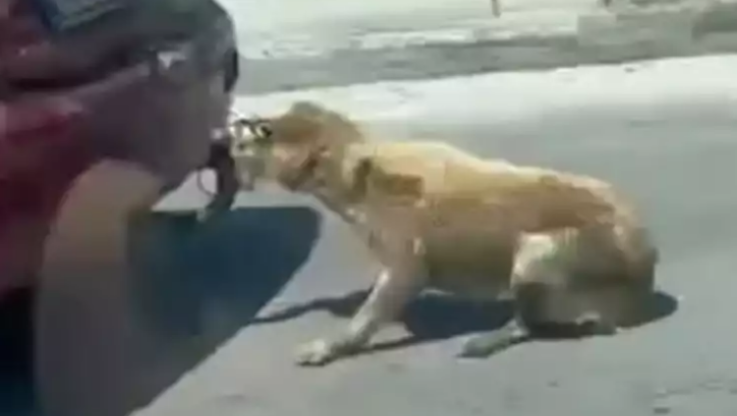 Φρίκη στη Ζάκυνθο - Ασυνείδητος έδεσε σκυλί και το έσερνε με το αυτοκίνητο - Δείτε το ΒΙΝΤΕΟ-ΣΟΚ