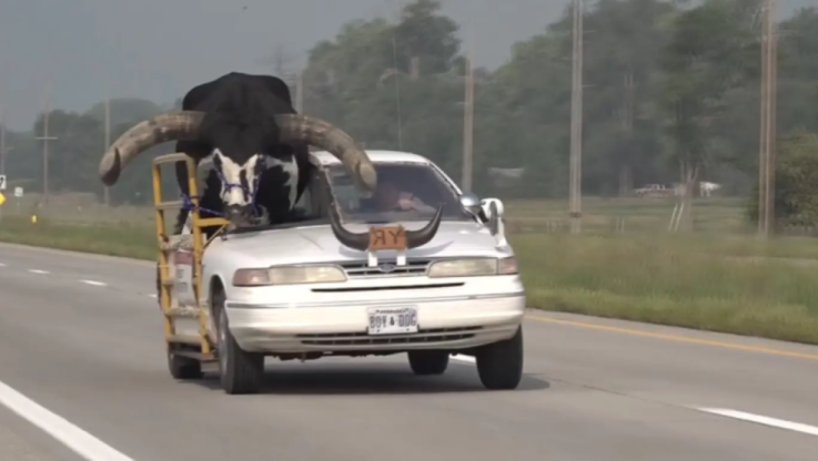 Τρελό ΒΙΝΤΕΟ - Κυκλοφορούσε σε αυτοκινητόδρομο με συνοδηγό έναν πελώριο… ταύρο! 