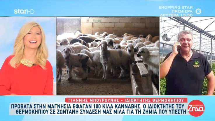 Βόλος: Τα πρόβατα, τα 100 κιλά κάνναβης και το… ατύχημα - "Καταστράφηκα, έφαγαν όλα τα φυτά!" (Vid)
