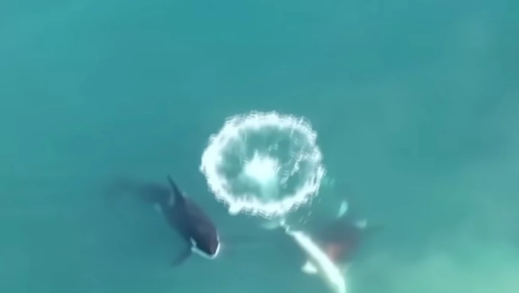 Απίστευτο βίντεο από τη στιγμή που όρκα σκοτώνει μόνη της έναν μεγάλο λευκό καρχαρία μόλις σε δύο λεπτά