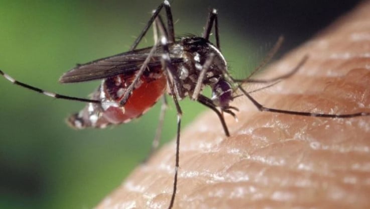 Δημόσια υγεία – Συναγερμός για κουνούπια «ένοχα» για ιό του δυτικού Νείλου, ελονοσία, δάγκειο πυρετό