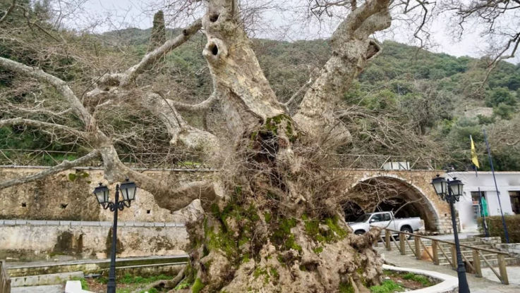 Το γηραιότερο δέντρο της Ευρώπης βρίσκεται στην Ελλάδα-Σε ποιο χωριό είναι;