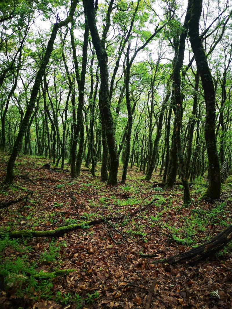 5ος Αγώνας Ipsilantis Trail